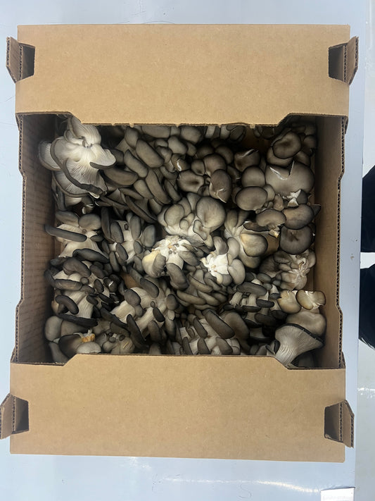 5 Lb Oyster Mushroom Box