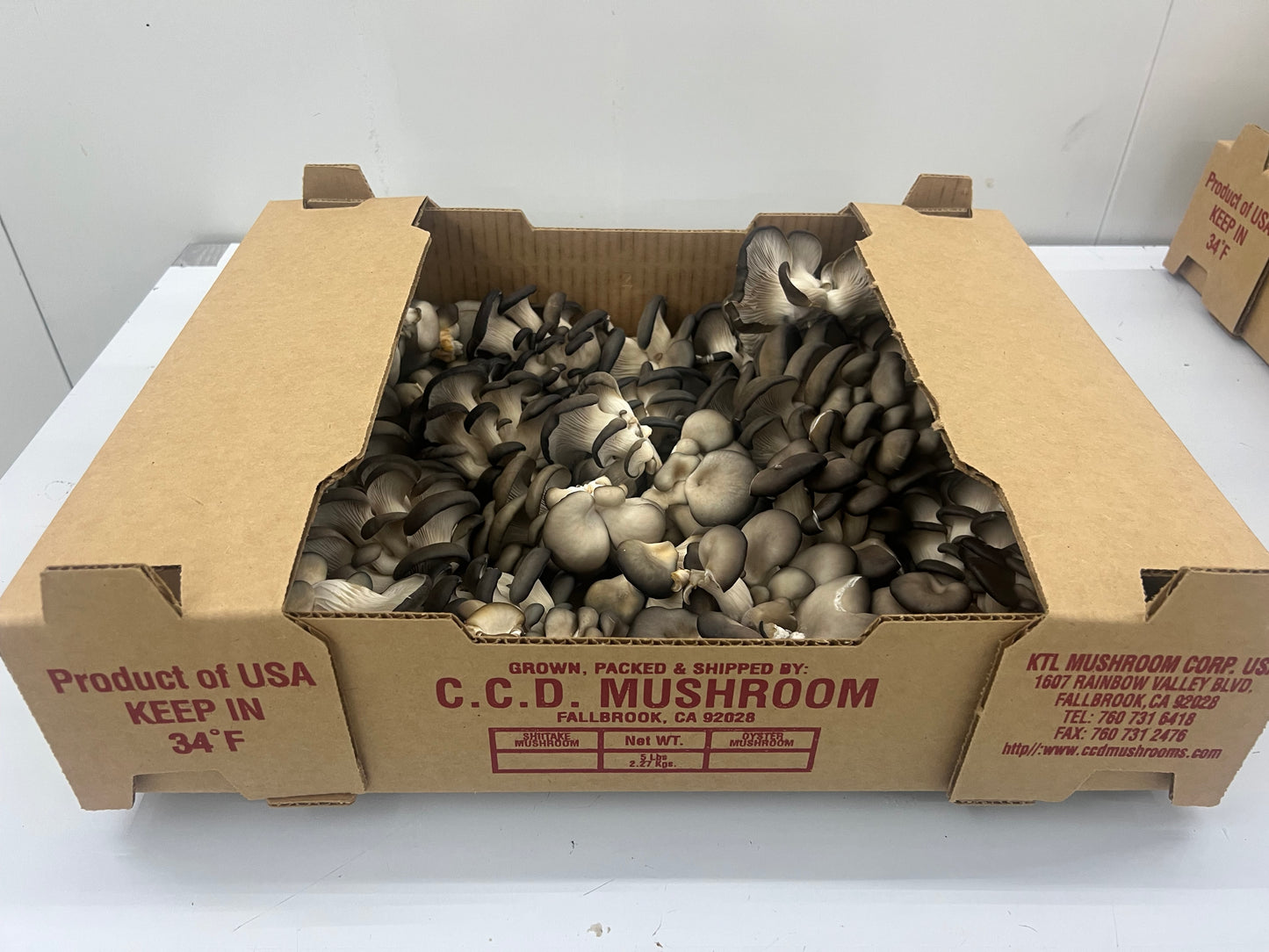 5 Lb Oyster Mushroom Box